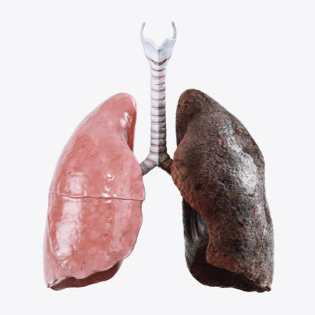 lungs
